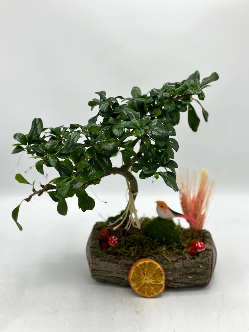 BONSAİ ÇİÇEĞİ