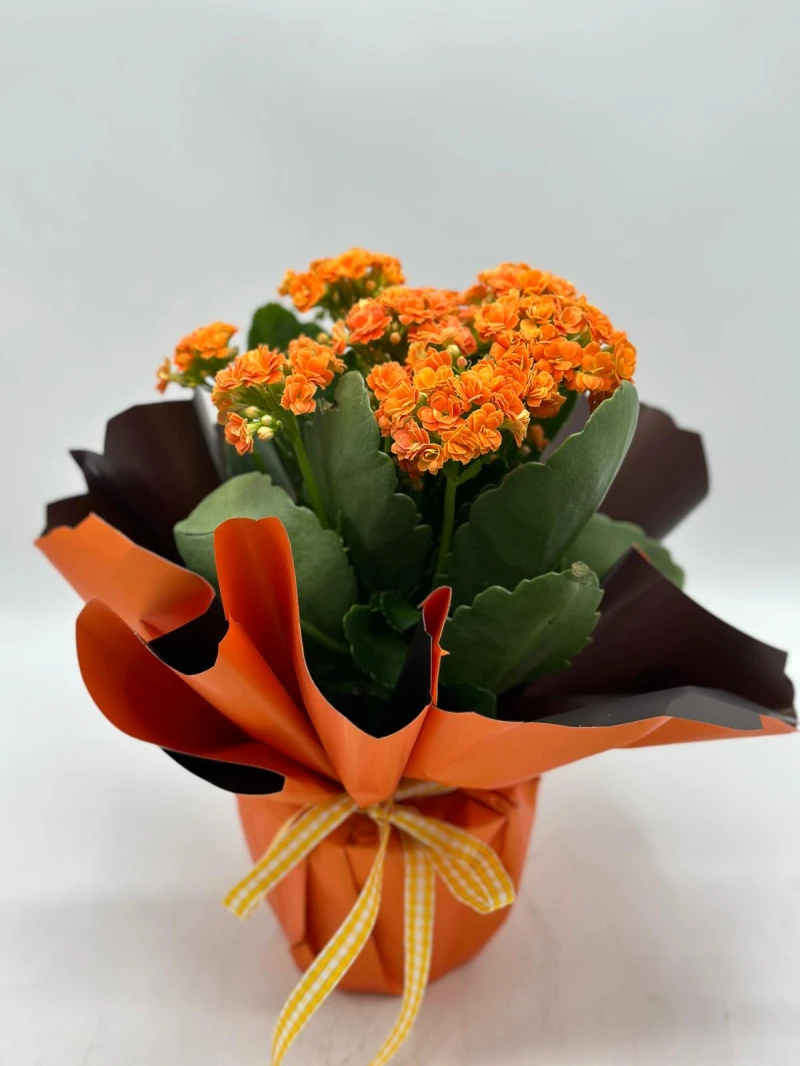 DÜNYA KADINLAR GÜNÜ