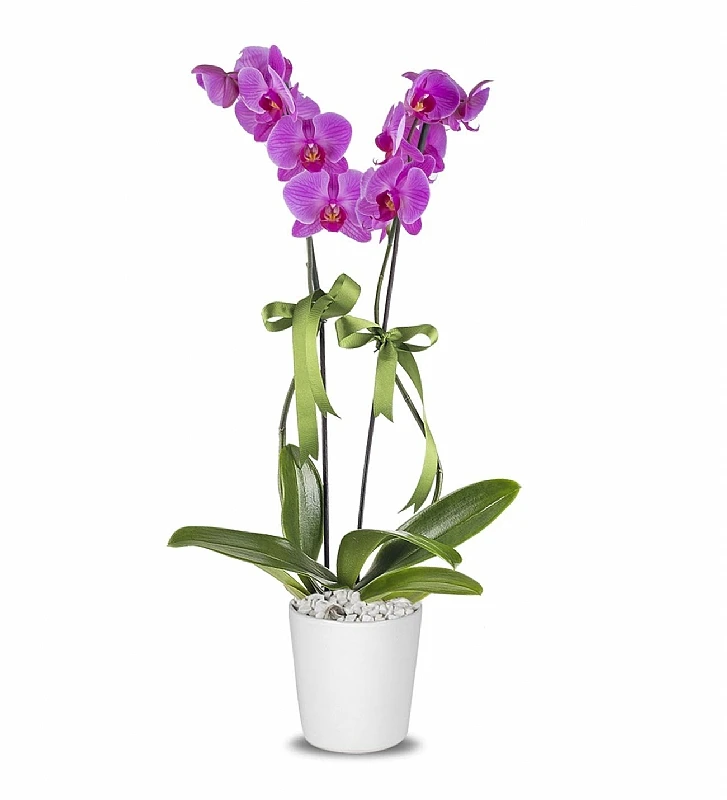 Mor Orkide