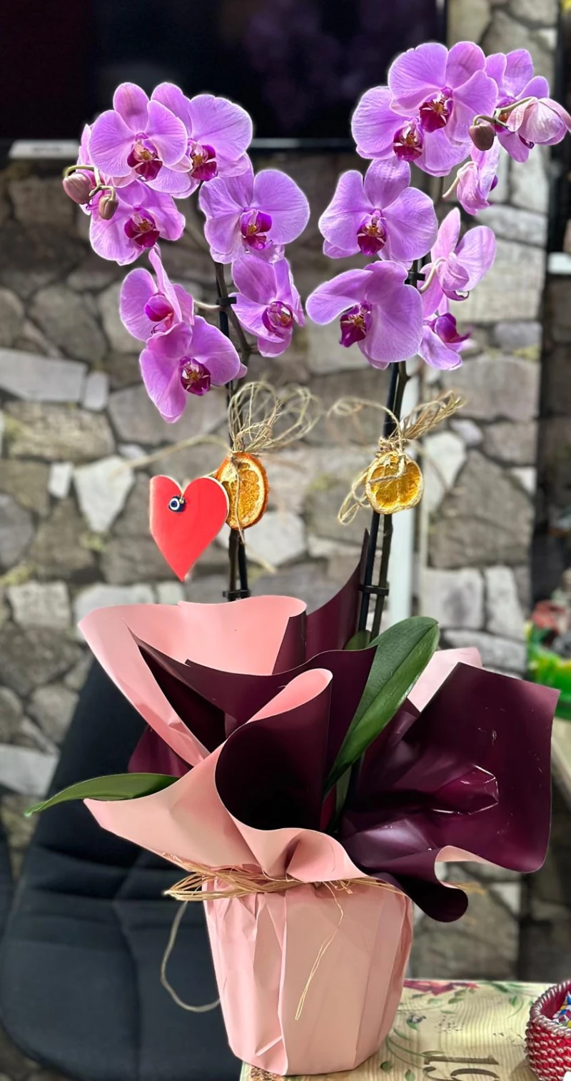 ÇİFT DALLI MOR ORKİDE