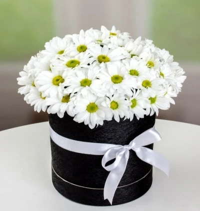 KUTUDA KRİZANTEMLER